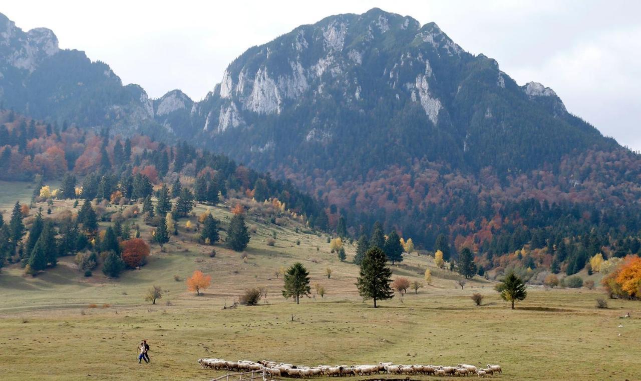 Taverna Pietrei Craiului Zărneşti 외부 사진